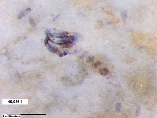 Chaoboridae