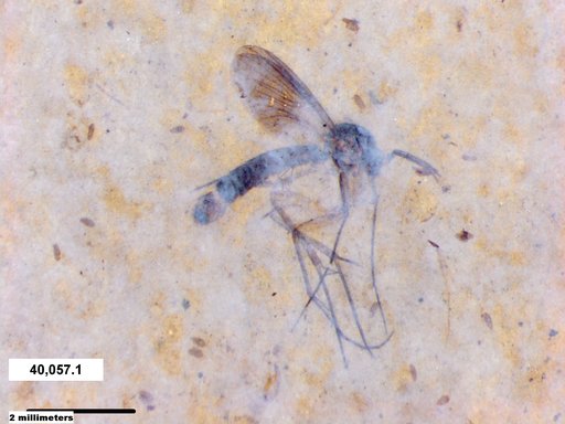 Mycetophilidae