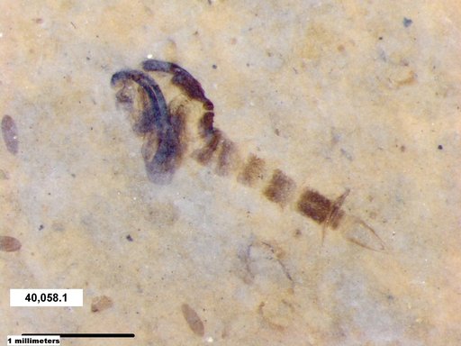 Chaoboridae