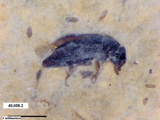 Mordellidae