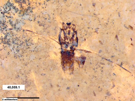 Notonectidae