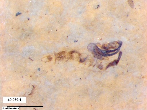 Chaoboridae