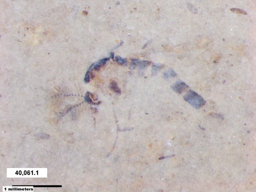 Chaoboridae