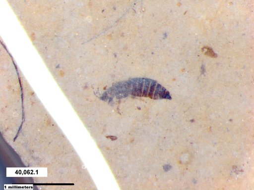 Genus sp