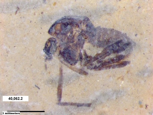 Insecta
