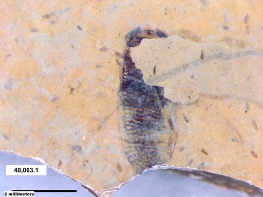 Corixidae