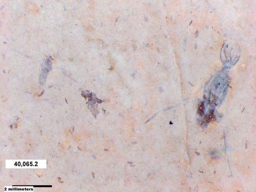 Notonectidae