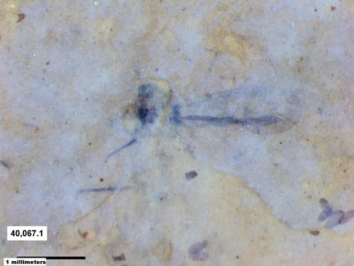 Aphididae