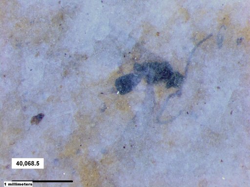 Diapriidae