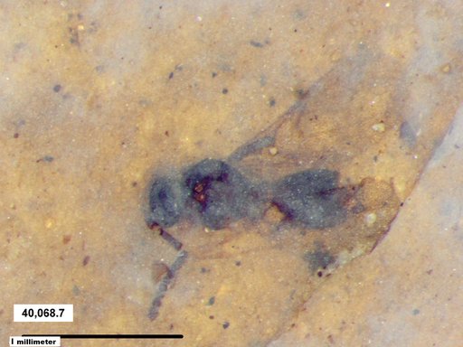 Diapriidae