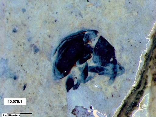 Genus sp