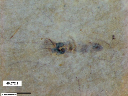 Insecta