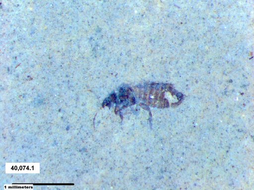 Genus sp