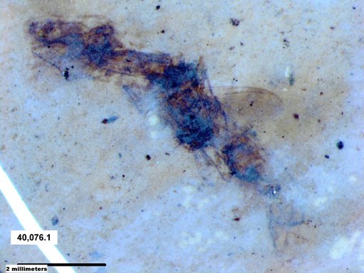 Genus sp