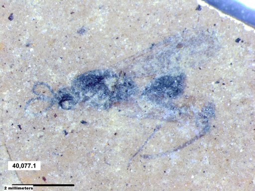 Proctotrupidae