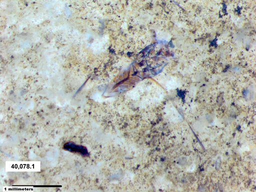 Notonectidae
