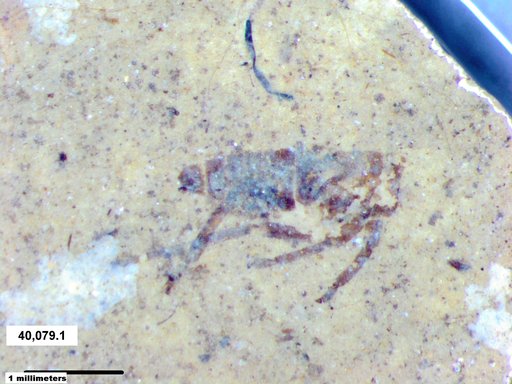 Genus sp