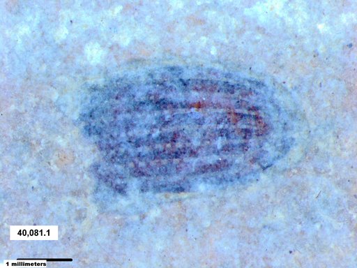 Tracheophyta