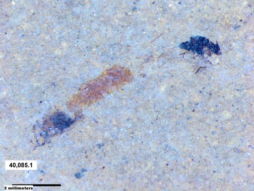 Genus sp