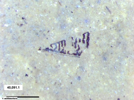 Genus sp