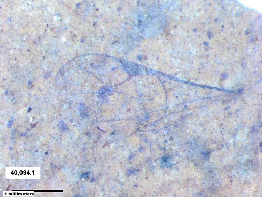 Ichneumonidae