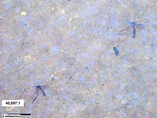 Mycetophilidae