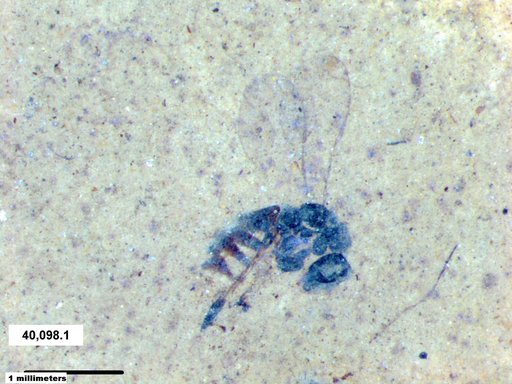 Genus sp