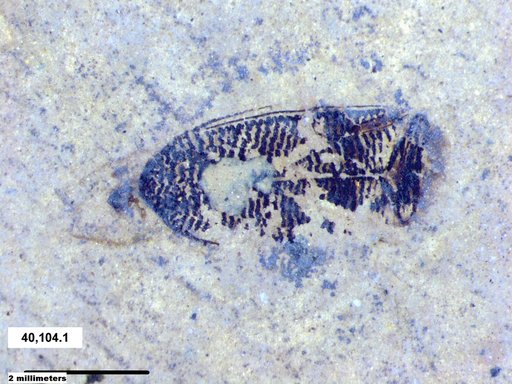 Corixidae