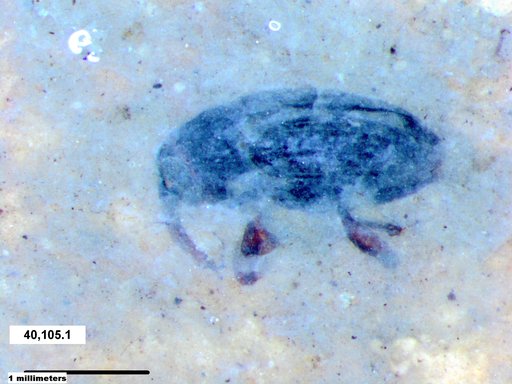 Genus sp