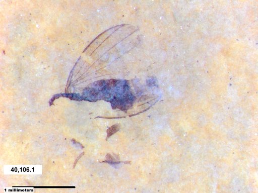 Diptera