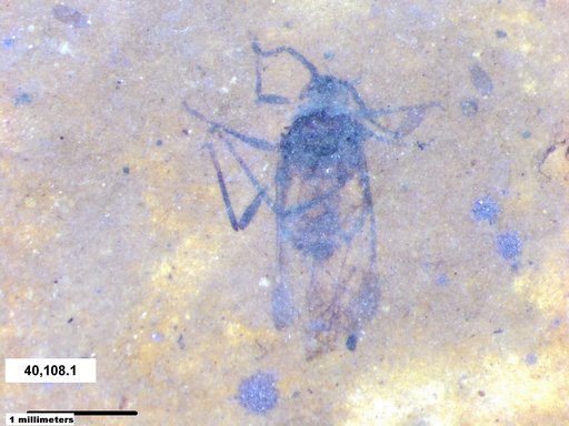 Aphididae