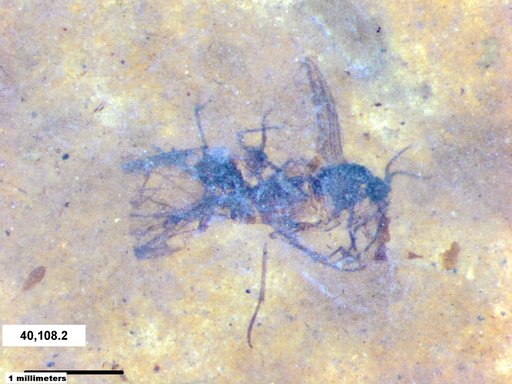 Aphididae