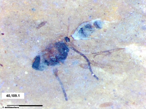Diapriidae
