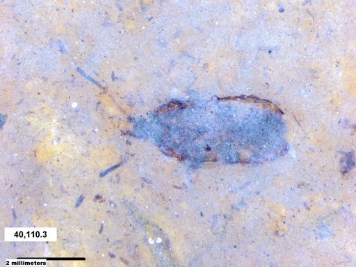 Genus sp