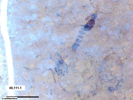 Chaoboridae