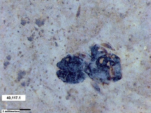 Insecta