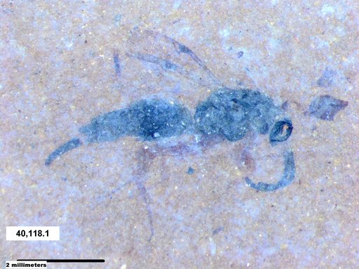 Proctotrupidae