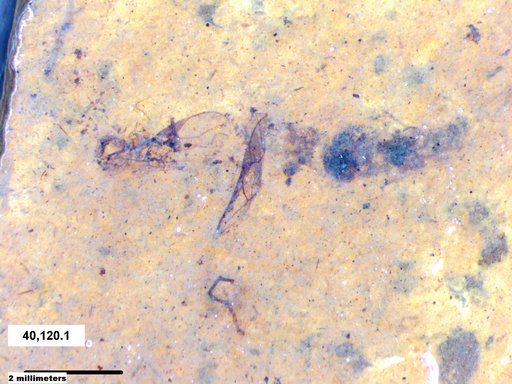 Genus sp