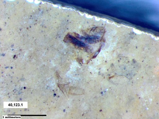 Chaoboridae