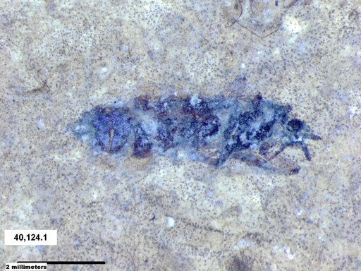 Genus sp