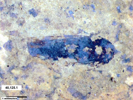 Genus sp
