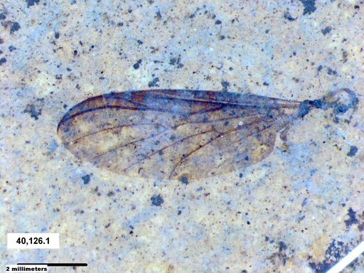 Genus sp