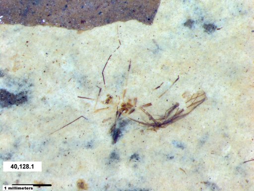 Aphididae