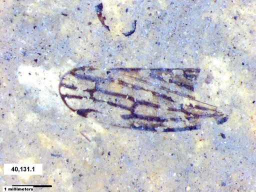 Genus sp