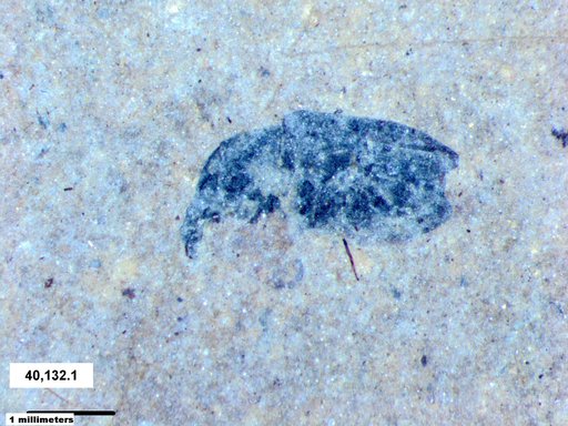 Genus sp