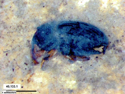 Genus sp