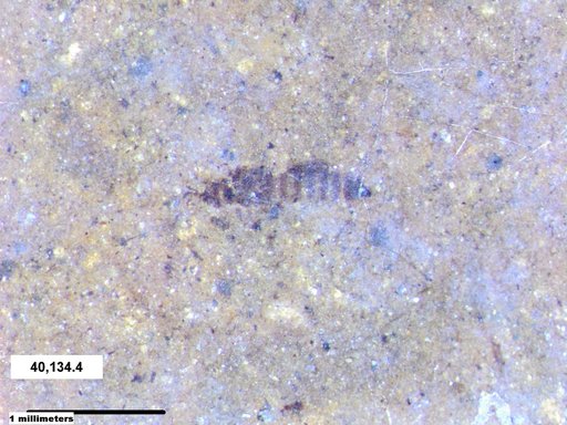 Genus sp