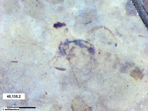 Chaoboridae
