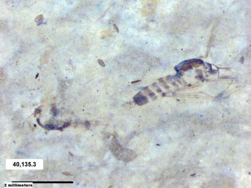 Chaoboridae