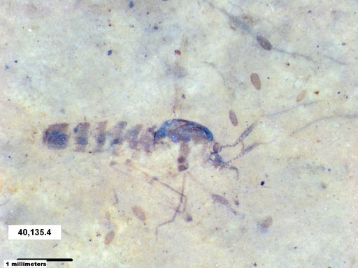 Chaoboridae